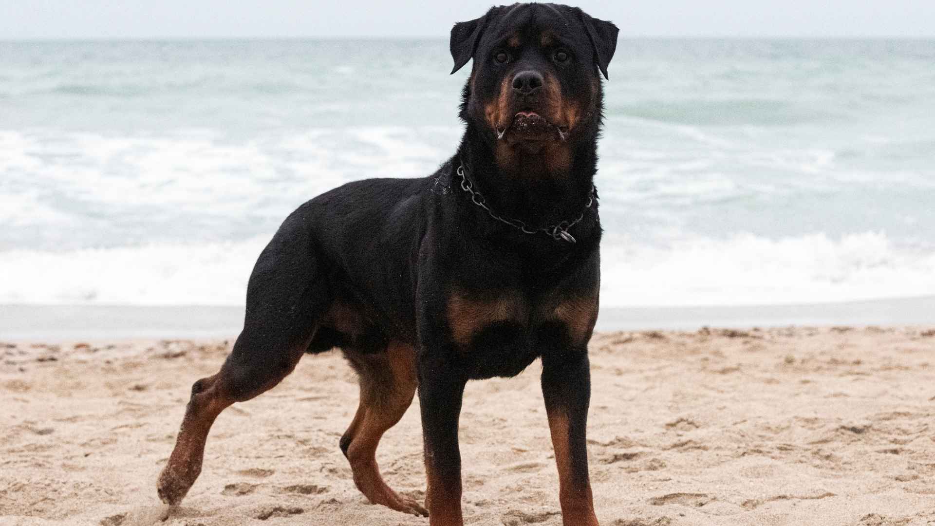 Rottweiler